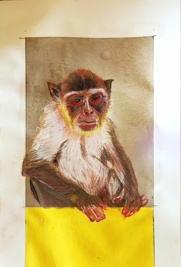 sad-monkey-on-yellow